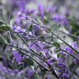 Lavender Drape Greenery Online