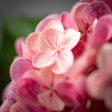 Fuchsia Hydrangeas Stem Online now