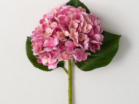 Fuchsia Hydrangeas Stem Online now